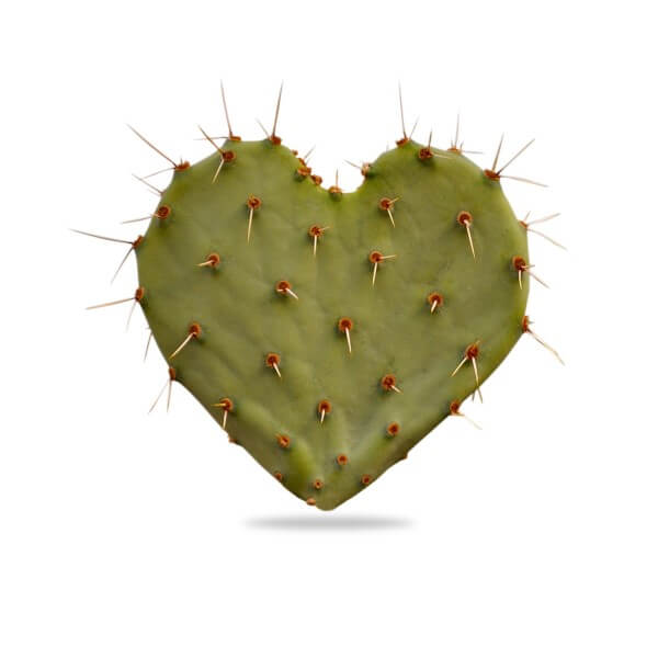 cactus-in-hart-vorm-highdroxy-drug-cactus extract